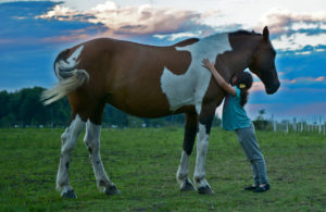 Horse Maroc