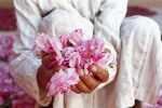 Nomad #93 : Les roses de Kelaat M’gouna, une invitation au voyage olfactif